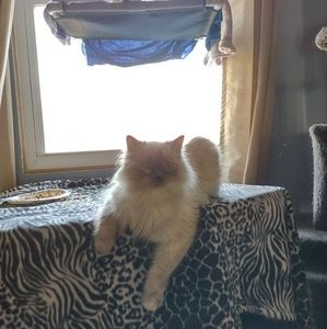 Meet your Posher, Babyluv